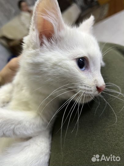 Котята в добрые руки даром бесплатно