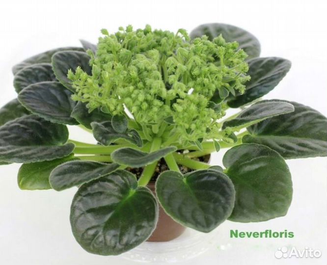 Фиалка Neverfloris экзотика