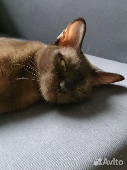 Бурманские котята
