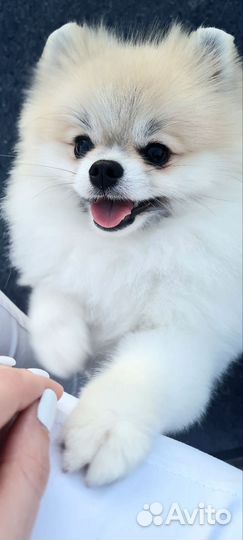 Померанский шпиц (вязка)