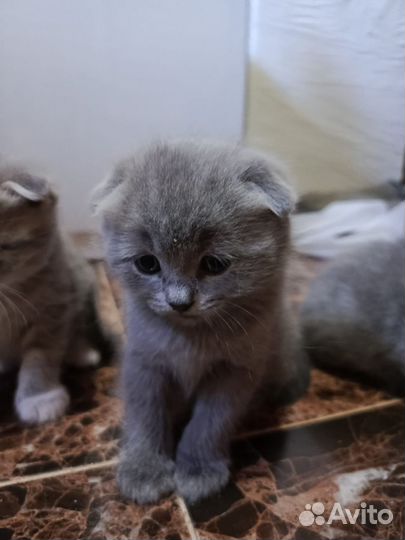 Британские котята