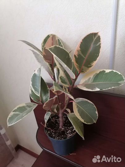 Фикус эластика тинеке