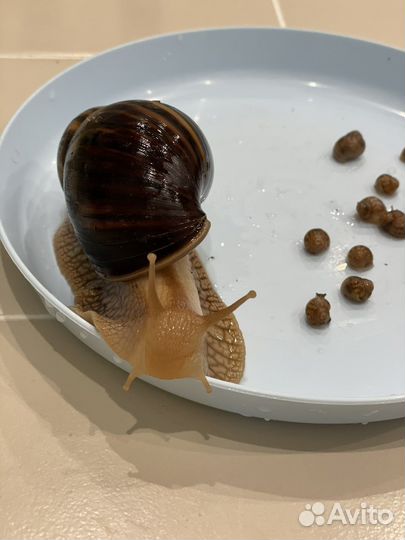 Улитки ахатины бесплатно