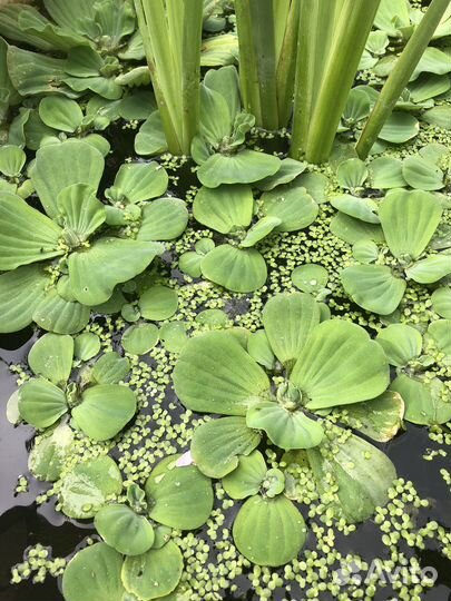 Пистия. Водяная роза