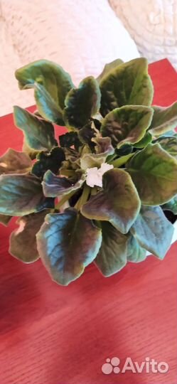 Фиалка, цветы