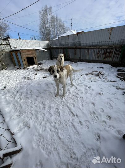 Собака Алабай