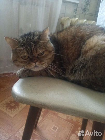 Кошка в дар бесплатно