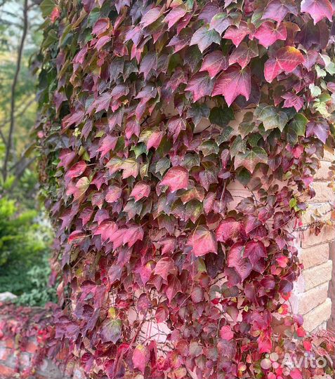 Виноград Вичи