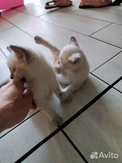 Котята ищут свой Дом