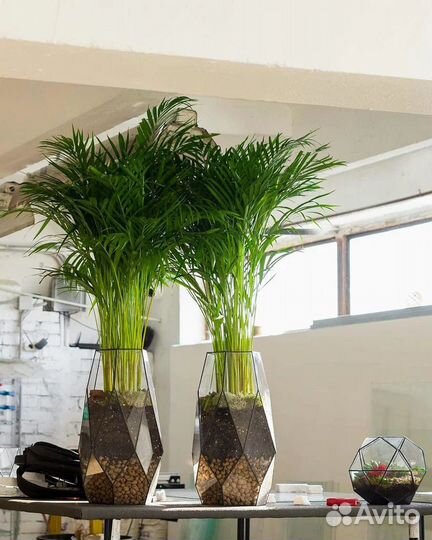 Пальма арека в стеклянном кашпо