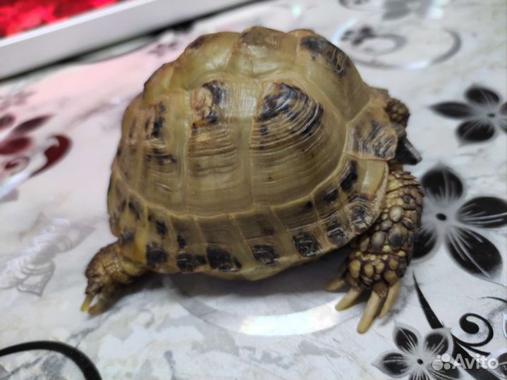 Черепаха сухопутная бесплатно