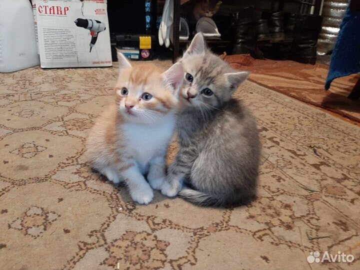 Котики маленькие бесплатно в добрые руки