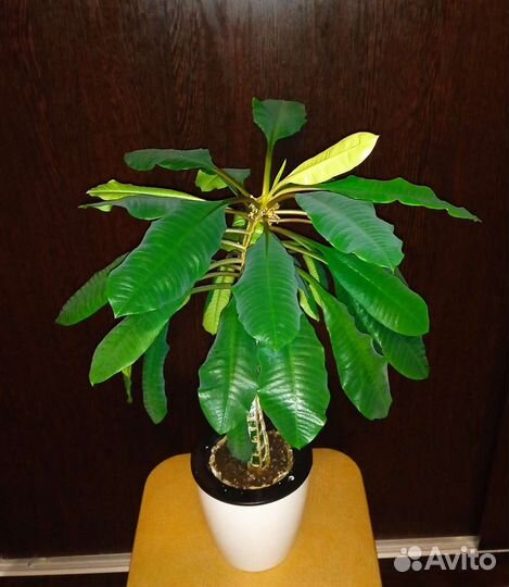 Эуфорбия как пальма