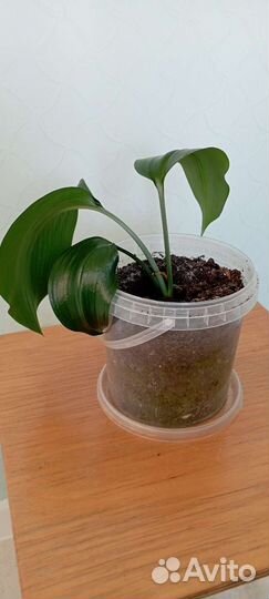 Амазонская лилия (эухарис)