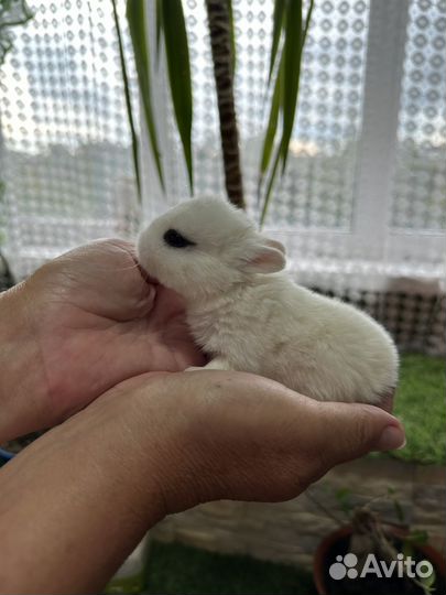 Карликовый хотот кролик мини