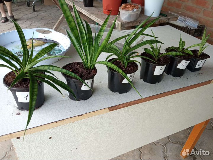 Сансевиерия