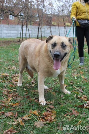 Булочка в поиске хорошей семьи