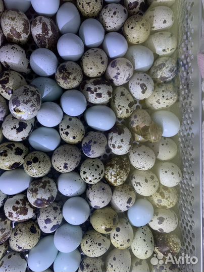 Инкубация яиц