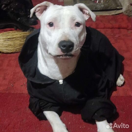 Питстаф щенки