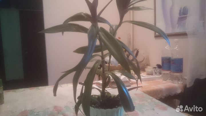 Традесканция Рео