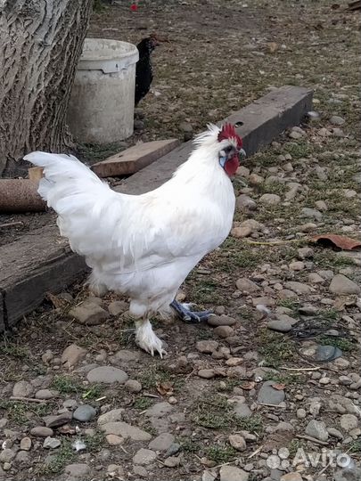 Петушки карликовые