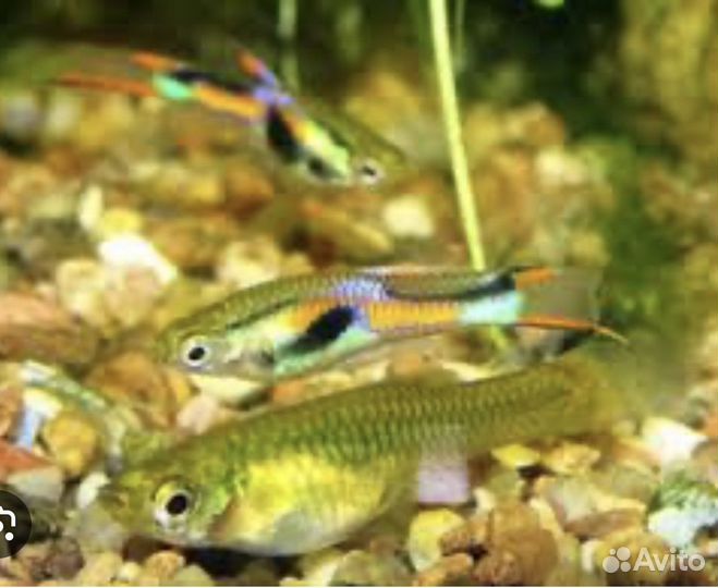 Аквариумные рыбки