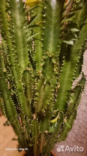 Кактус молочай дерево 1.5 метра