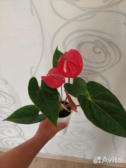 Антуриум Ред Коралл (детка)