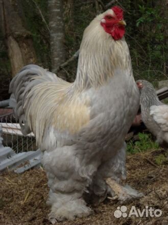 Цыплята брама изабель