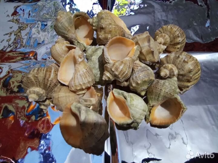 Морские ракушки