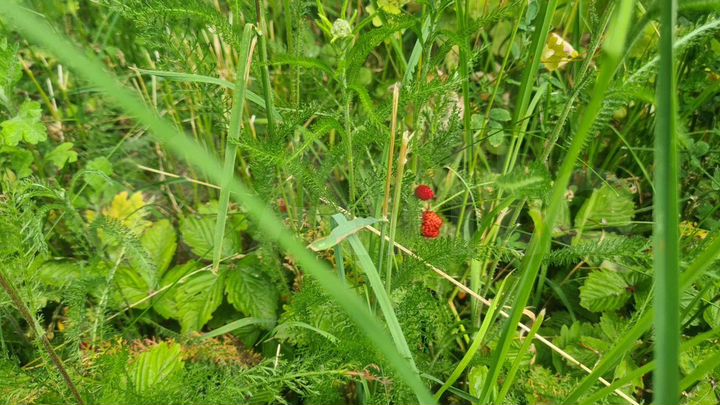 Участок 3 сот. (СНТ, ДНП)