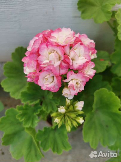 Пеларгония