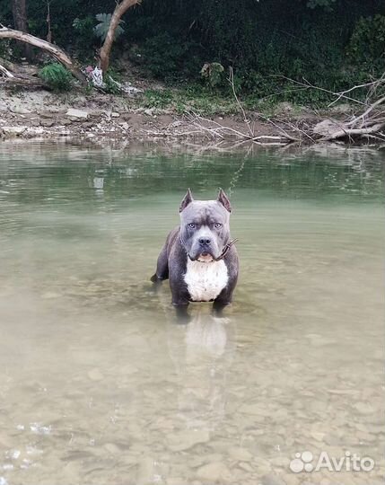 Стаффордширский терьер голубого окраса