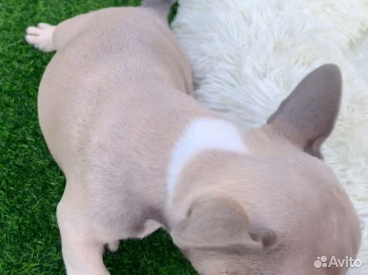 Французский бульдог щенки