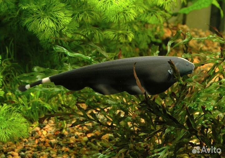 Черный нож Аптеронотус белокаймовый