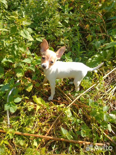 Чак Норрис мини