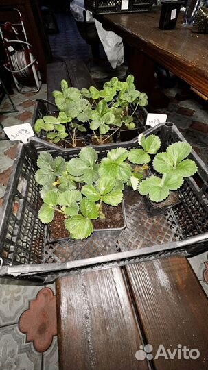 Земляника клубника в горшке