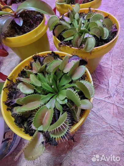 Непентес, Венерина мухоловка