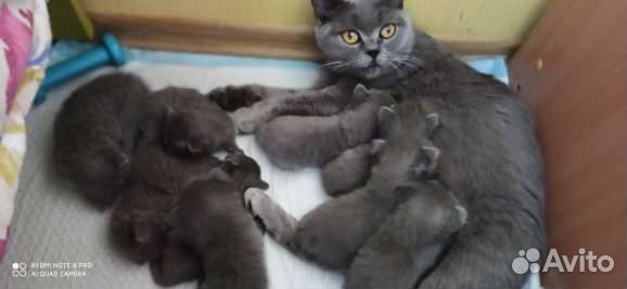 Британские котята