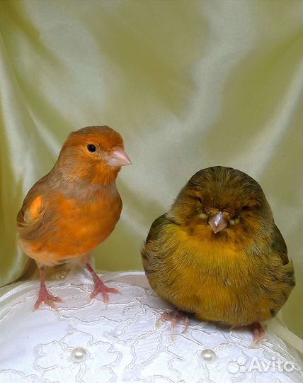 Кенара и канарейки