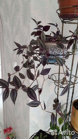 Традесканция