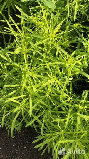 Рассада кохия