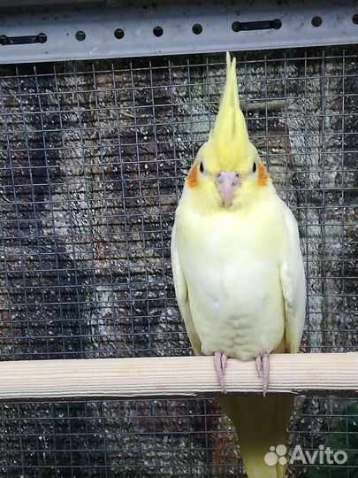 Попугай корелла птенцы, клетка