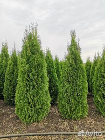 Туи оптом с доставкой