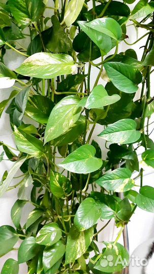 Сциндапсус