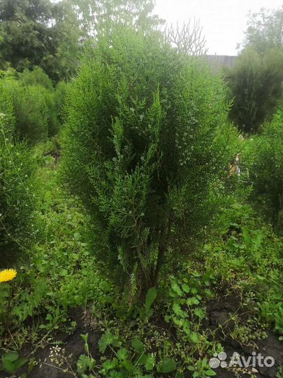 Туи в наличии