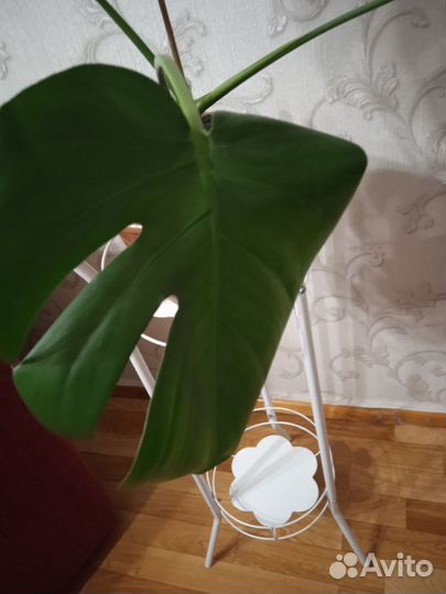 Диффенбахия и другие