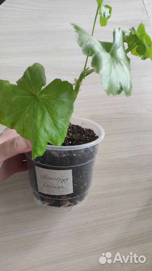 Пеларгония Монсерудс бломен, розебудная