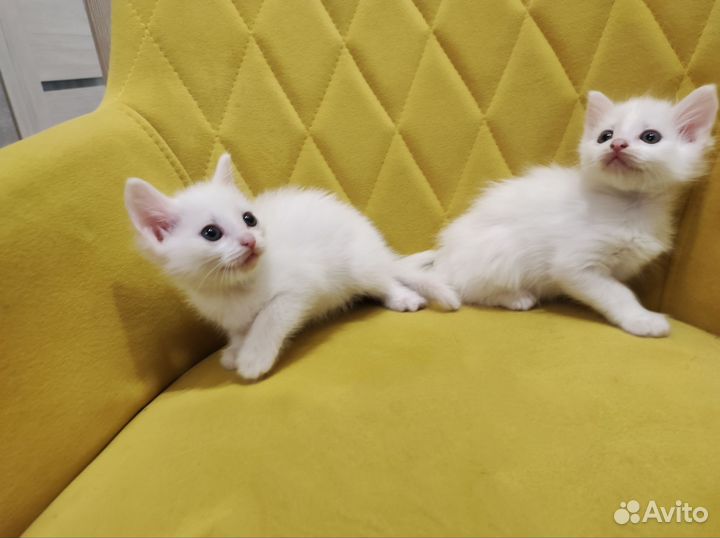 Котята