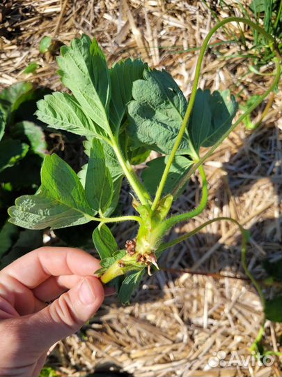 Рассада клубники